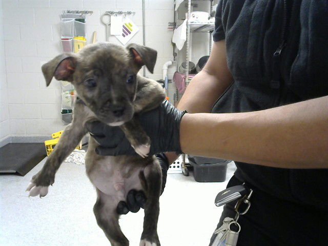 TIMMY - American Pit Bull Terrier available for adoption