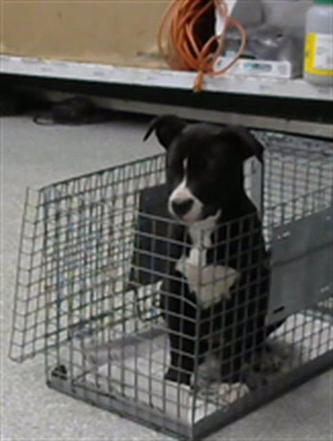 CLOVER - American Pit Bull Terrier available for adoption