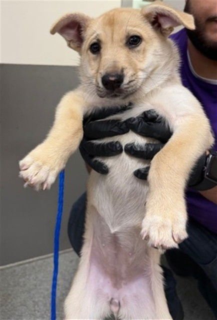 A182840 - German Shepherd Dog available for adoption