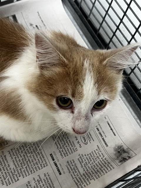 A183732 - Domestic Long Hair available for adoption