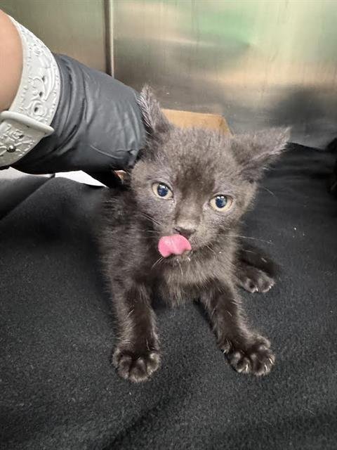 A183690 - Domestic Short Hair available for adoption