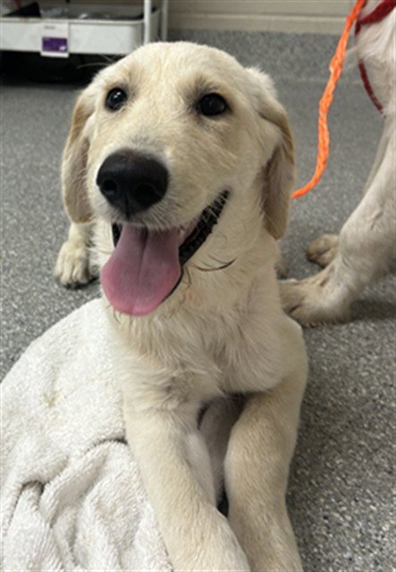 A186791 - Labrador Retriever / Schnauzer available for adoption