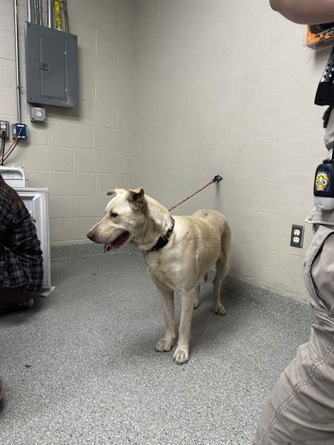 LUNA - American Pit Bull Terrier / Labrador Retriever available for adoption