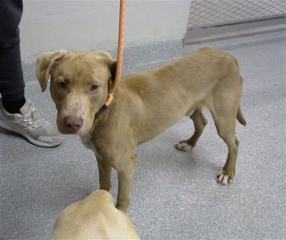 ESPRESSO - Labrador Retriever available for adoption