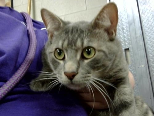 MURPHY - Domestic Short Hair for adoption in Pasadena