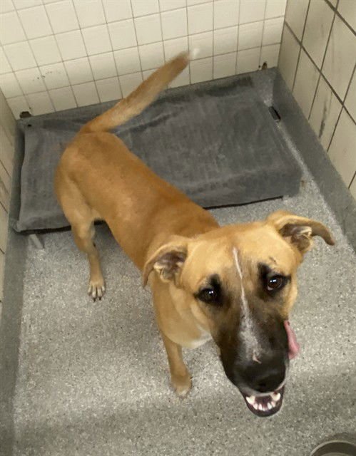 PANCAKE - German Shepherd Dog available for adoption