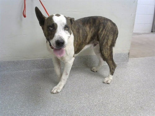 LT. DAN - American Pit Bull Terrier available for adoption