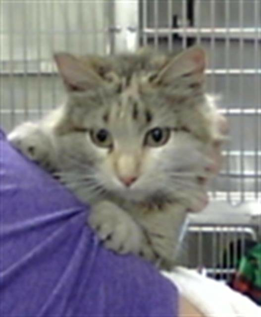 LILY - Domestic Medium Hair available for adoption