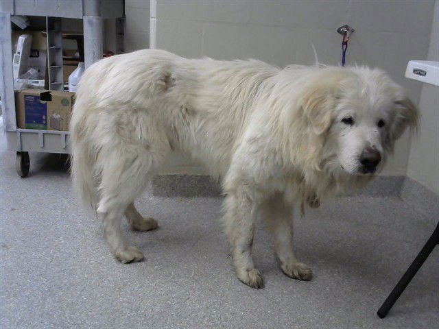 YETI - Great Pyrenees available for adoption