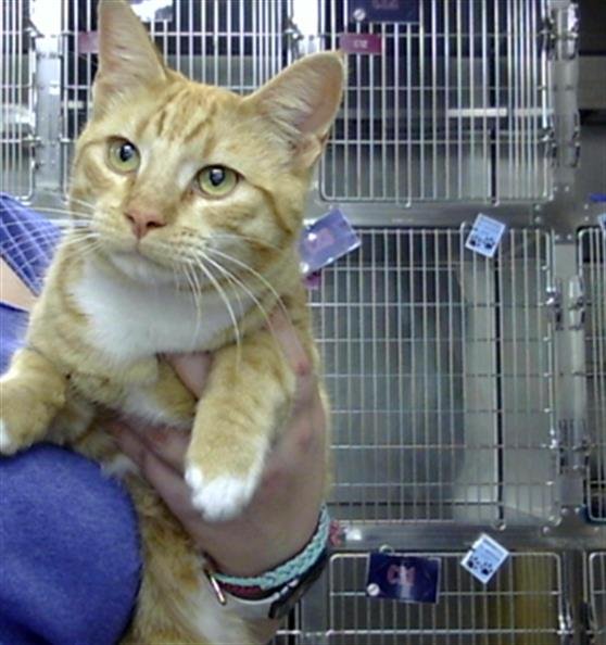 MANGO - Domestic Short Hair available for adoption