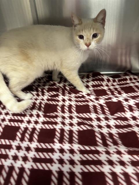 FIJI - Domestic Short Hair available for adoption