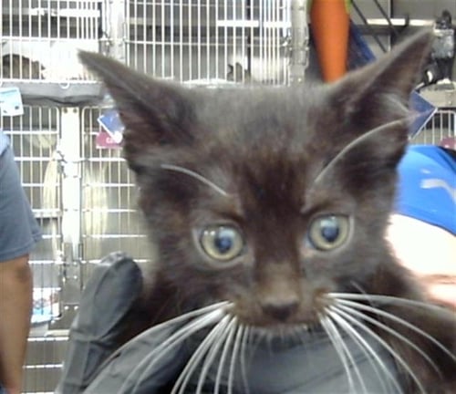A187516 - Domestic Short Hair available for adoption