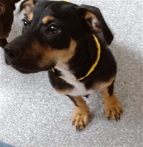 A187014 - German Shepherd Dog available for adoption