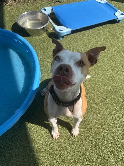 MOISES - American Pit Bull Terrier available for adoption