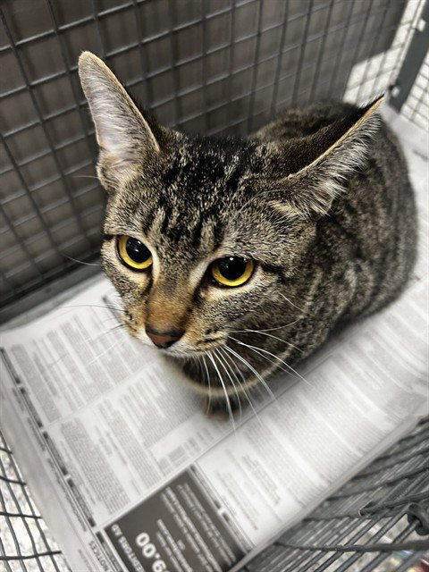 A184051 - Domestic Short Hair available for adoption