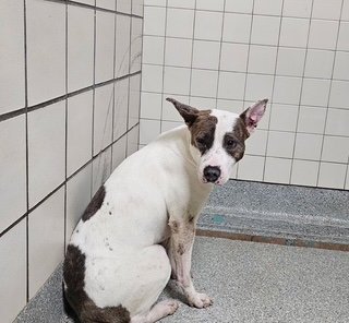 A186463 - American Pit Bull Terrier available for adoption