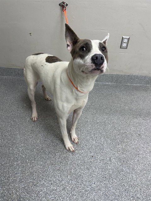 RACHEL - American Pit Bull Terrier for adoption in Pasadena