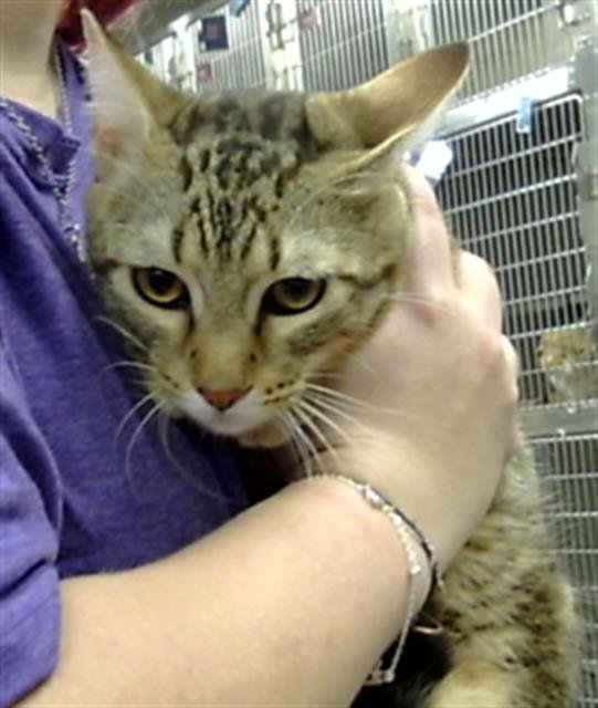 ACORN - Domestic Short Hair available for adoption