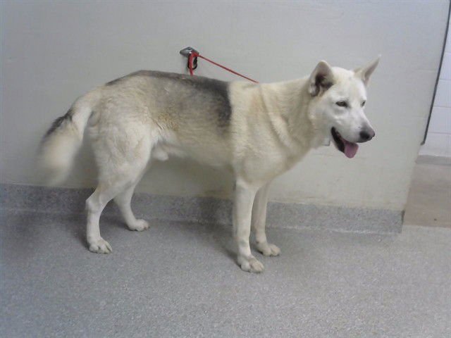 JONAH - Alaskan Malamute / German Shepherd Dog available for adoption