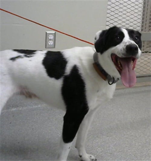 A184549 - Border Collie available for adoption