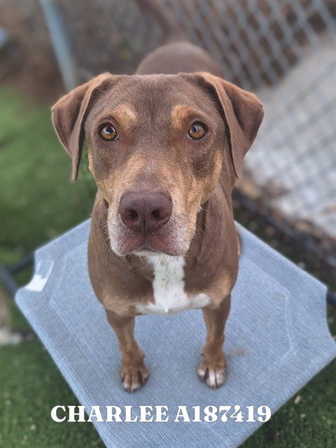 CHARLEE - Labrador Retriever / Catahoula Leopard Dog available for adoption