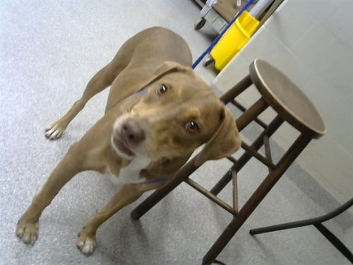 CHARLEE - Labrador Retriever available for adoption