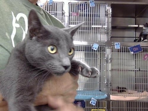 BYLAN - Domestic Short Hair available for adoption