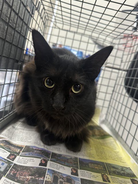 A184112 - Domestic Medium Hair available for adoption