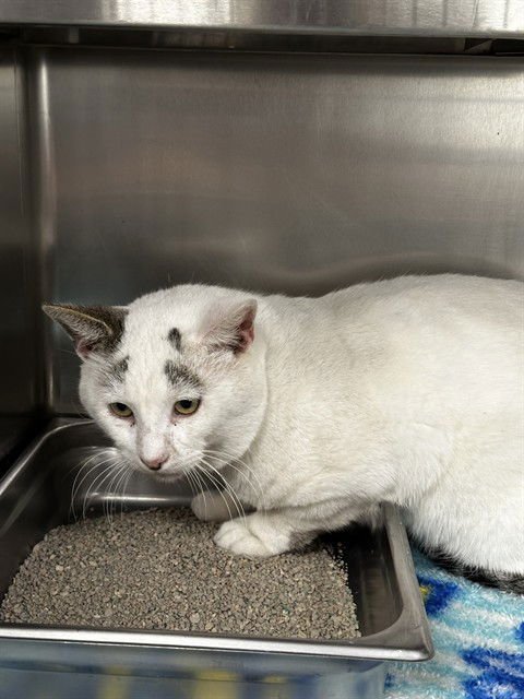 MOOSE - Domestic Short Hair available for adoption