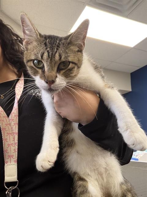 A187829 - Domestic Short Hair available for adoption