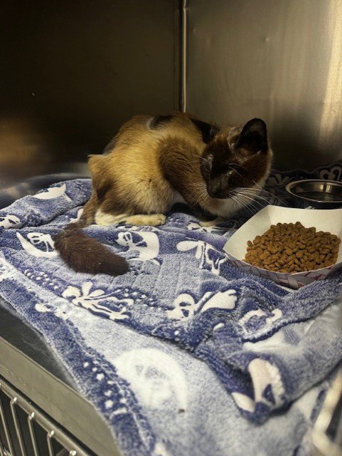 A183851 - Siamese available for adoption