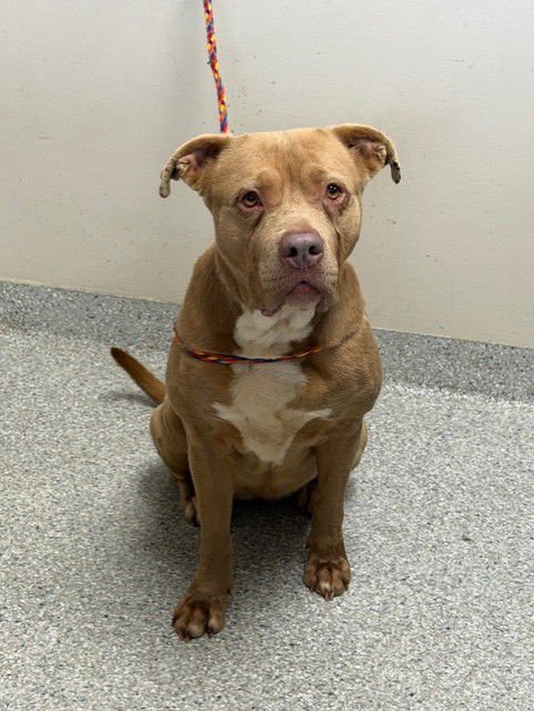 REBA - American Pit Bull Terrier available for adoption