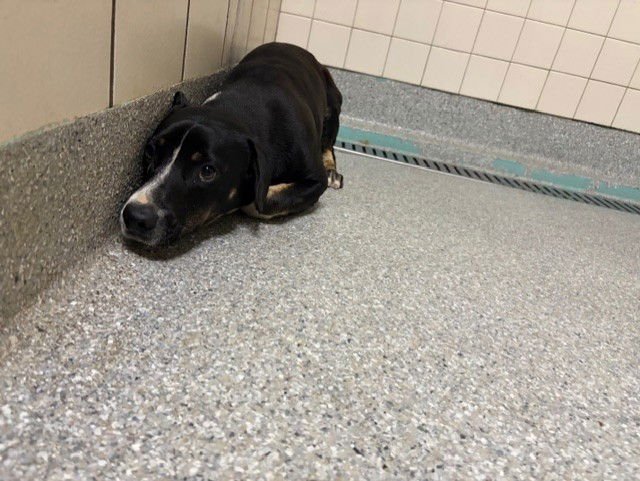 A183618 - Beagle available for adoption