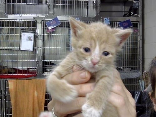 A186496 - Domestic Short Hair available for adoption