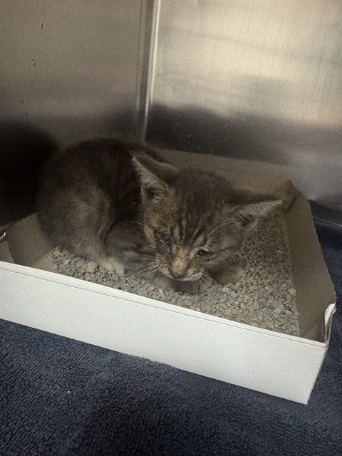 A184122 - Domestic Short Hair available for adoption