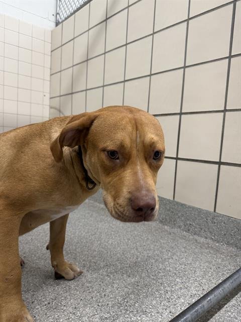 A187337 - American Pit Bull Terrier available for adoption
