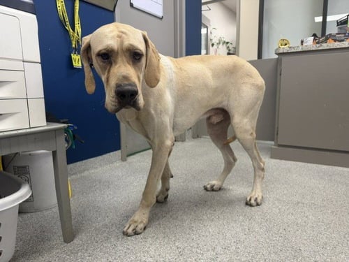 TINY - Great Dane available for adoption