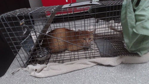 A186285 - Domestic Short Hair for adoption in Pasadena