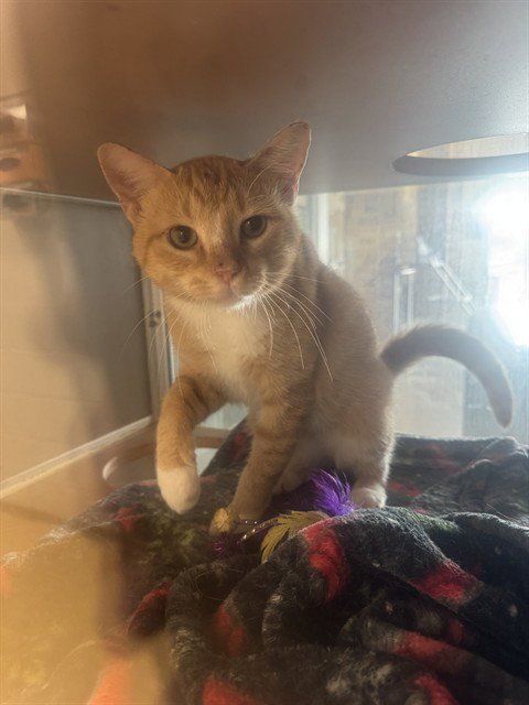 WAYNE - Domestic Short Hair for adoption in Pasadena