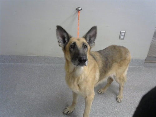 A188019 - German Shepherd Dog available for adoption