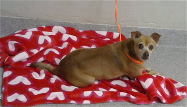 CANELO Image