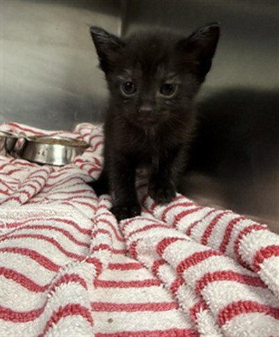 A188804 - Domestic Short Hair available for adoption