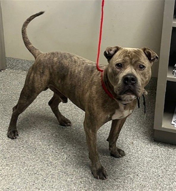 HAM - American Staffordshire Terrier available for adoption