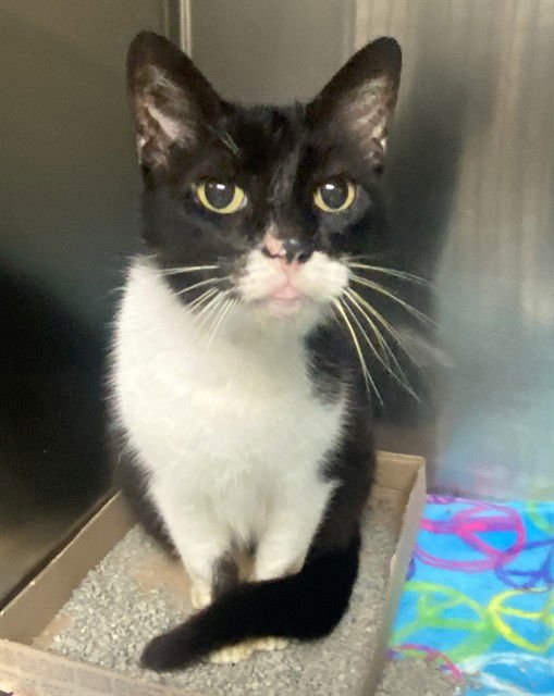 SYLVESTER - Domestic Short Hair available for adoption