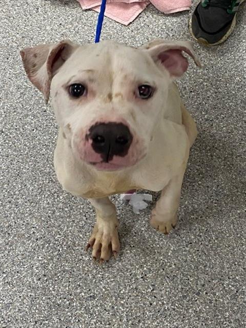 BUDDY - American Pit Bull Terrier available for adoption