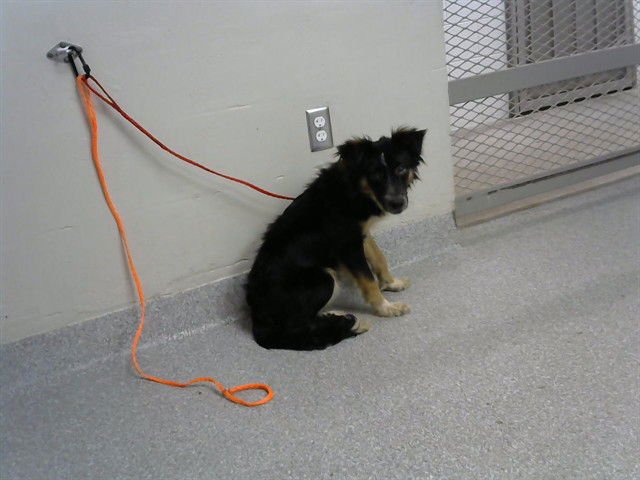 FLAP JACK - Border Collie available for adoption