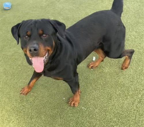 SULLEY - Rottweiler available for adoption