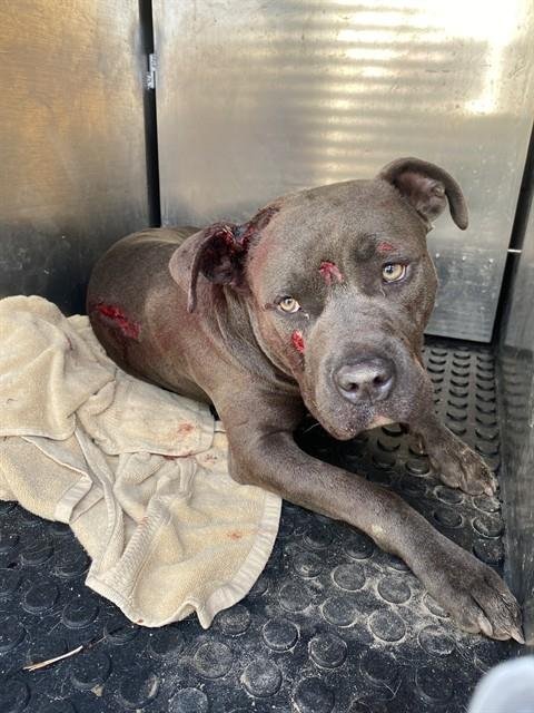 DIAMOND - American Pit Bull Terrier available for adoption