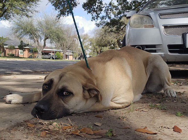 PENNY - Labrador Retriever available for adoption
