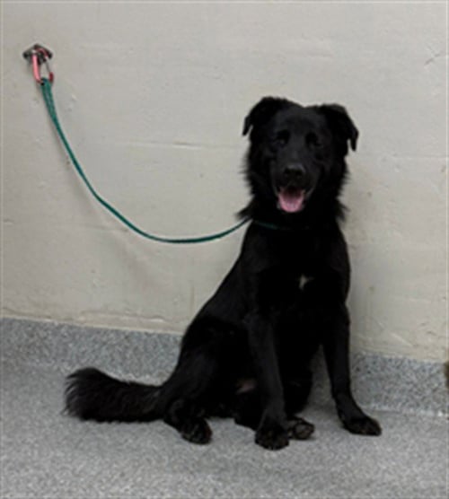 MILLIE - Flat-coated Retriever available for adoption